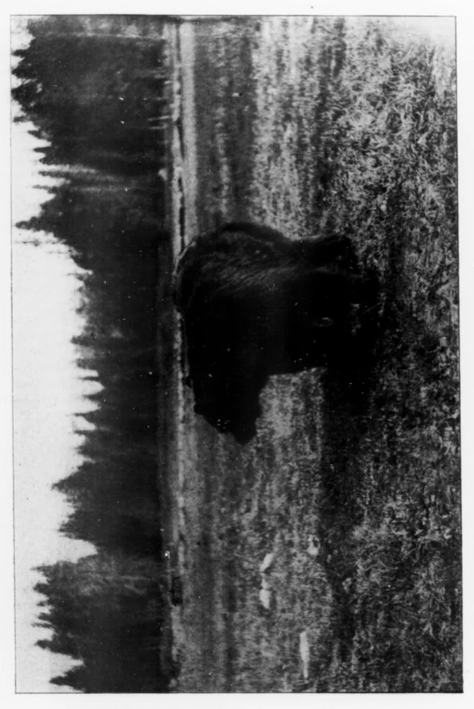 An illustration from Outdoor Life 1899-12: Vol 4 Iss 6, 1899, leaf 17
