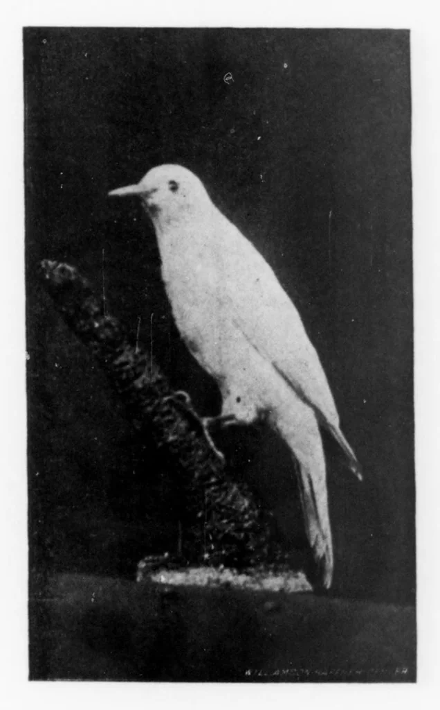 An illustration from Outdoor Life 1899-12: Vol 4 Iss 6, 1899, leaf 38