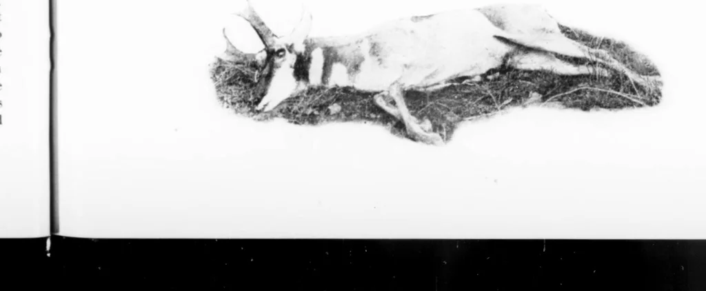 An illustration from Outdoor Life 1899-12: Vol 4 Iss 6, 1899, leaf 8