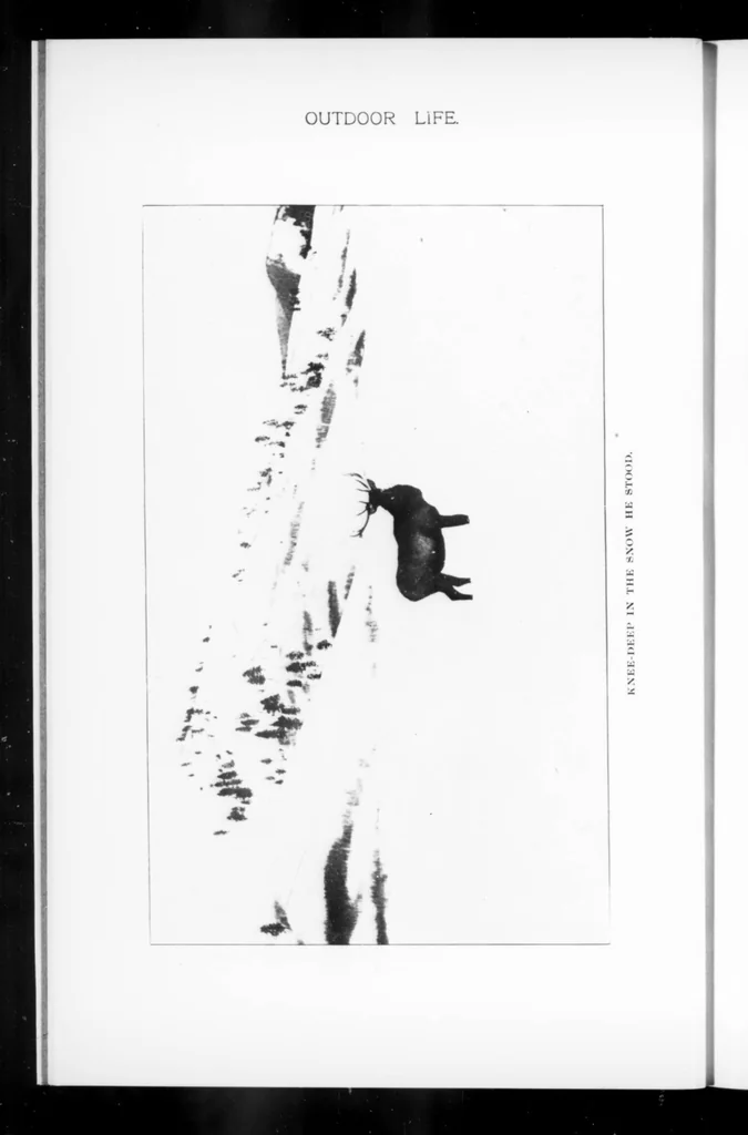 An illustration from Outdoor Life 1900-01: Vol 5 Iss 1, 1900, leaf 17