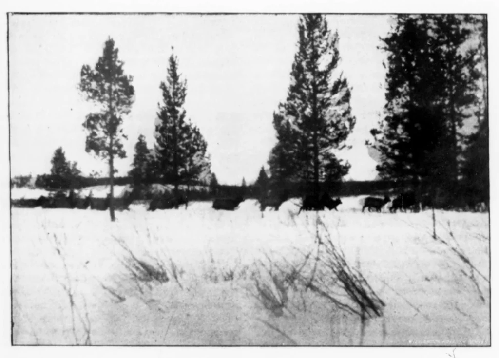 An illustration from Outdoor Life 1900-01: Vol 5 Iss 1, 1900, leaf 87