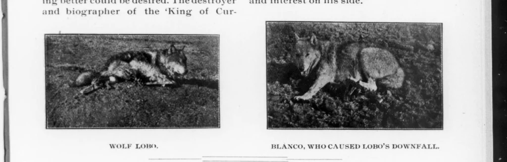 An illustration from Outdoor Life 1900-05: Vol 5 Iss 5, 1900, leaf 16