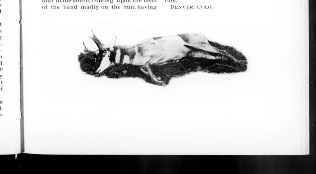 An illustration from Outdoor Life 1900-05: Vol 5 Iss 5, 1900, leaf 8