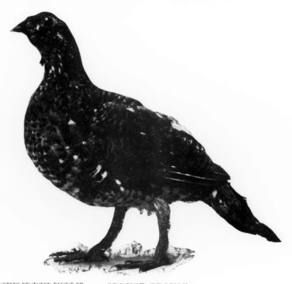 An illustration from Outdoor Life 1901-02: Vol 7 Iss 2, 1901, leaf 16