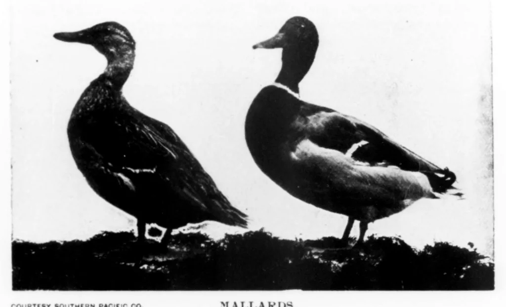 An illustration from Outdoor Life 1901-02: Vol 7 Iss 2, 1901, leaf 20