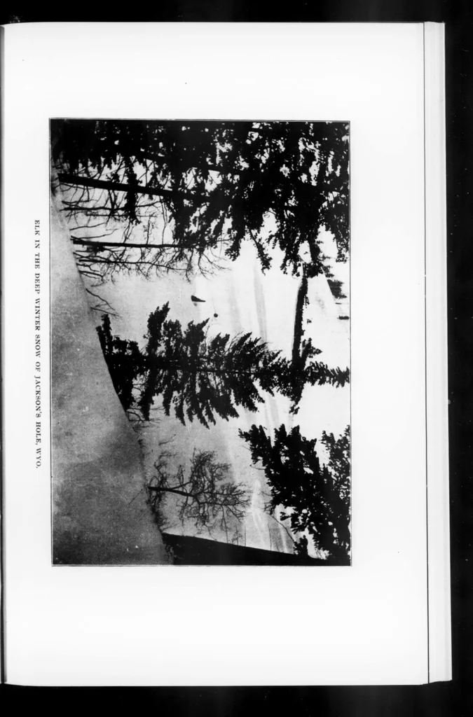 An illustration from Outdoor Life 1901-05: Vol 7 Iss 5, 1901, leaf 34