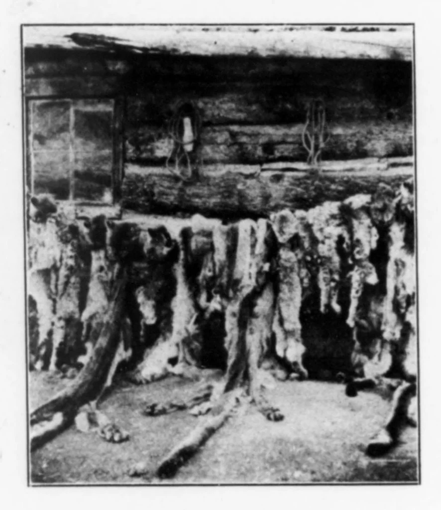 An illustration from Outdoor Life 1901-09: Vol 8 Iss 3, 1901, leaf 13