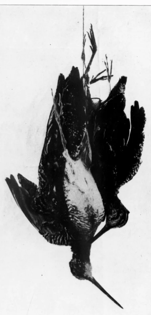 An illustration from Outdoor Life 1901-11: Vol 8 Iss 5, 1901, leaf 3