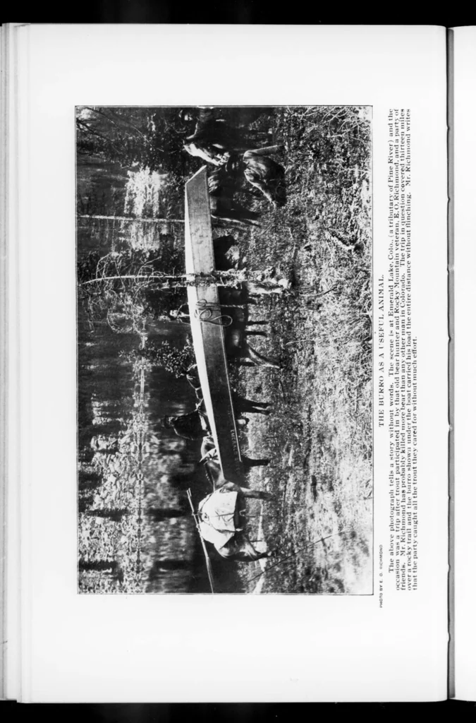An illustration from Outdoor Life 1901-11: Vol 8 Iss 5, 1901, leaf 31