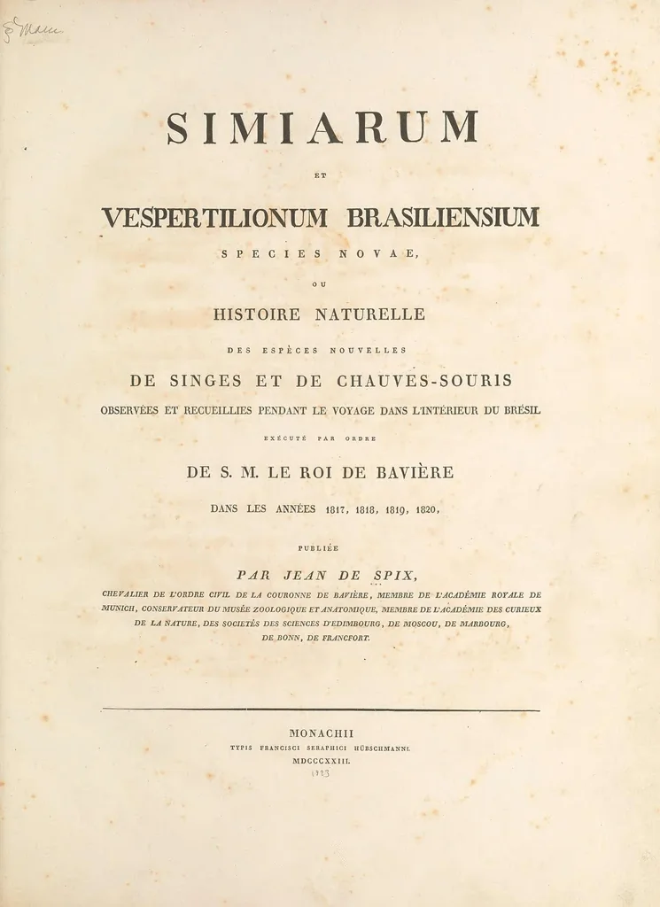 An illustration from Simiarum et vespertilionum brasiliensium species novae = ou Histoire naturelle des espèces nouvelles de singes et de chauves-souris, observées et recueillies pendant le voyage dans l'intérieur du Brésil, exécuté par ordre de S.M. le Roi de Bavière dans les années 1817, 1818, 1819, 1820, 1823, leaf 5