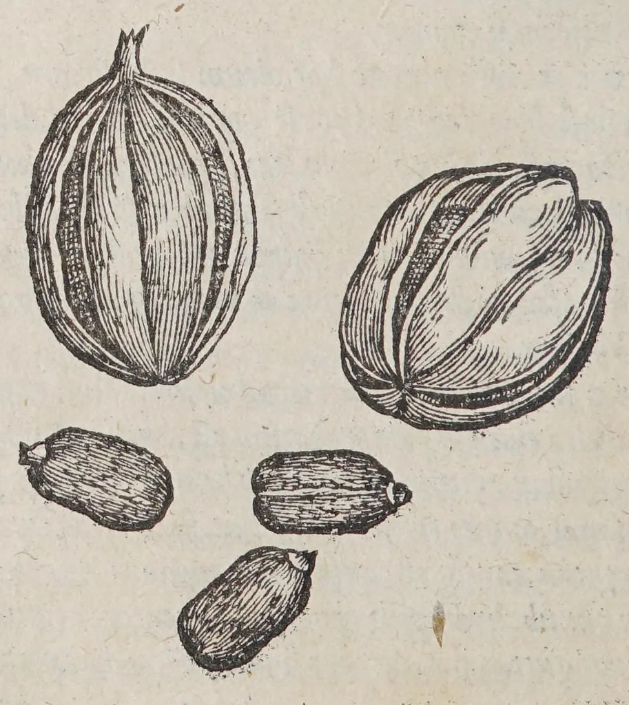 An illustration from Simplicium medicamentorum ex novo orbe delatorum, quorum in medicina vsus est, historia,, 1579, leaf 12
