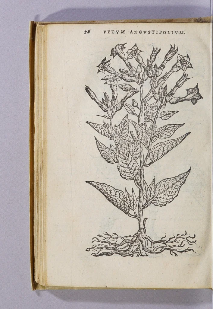An illustration from Simplicium medicamentorum ex novo orbe delatorum, quorum in medicina vsus est, historia,, 1579, leaf 30