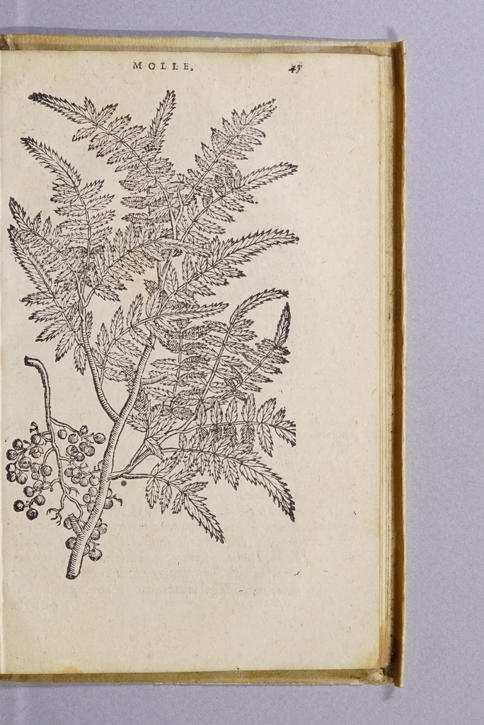 An illustration from Simplicium medicamentorum ex novo orbe delatorum, quorum in medicina vsus est, historia,, 1579, leaf 51