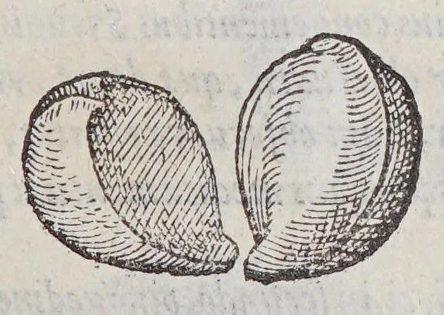 An illustration from Simplicium medicamentorum ex novo orbe delatorum, quorum in medicina vsus est, historia,, 1579, leaf 63