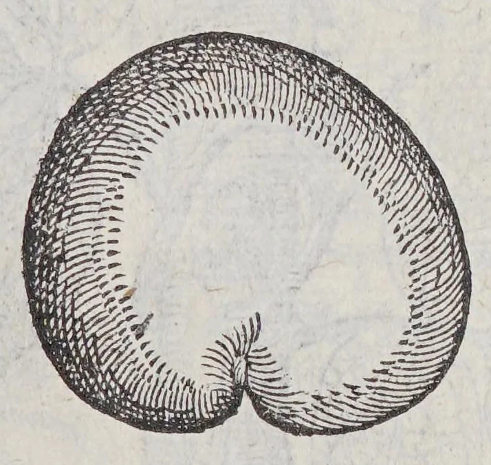 An illustration from Simplicium medicamentorum ex novo orbe delatorum, quorum in medicina vsus est, historia,, 1579, leaf 65