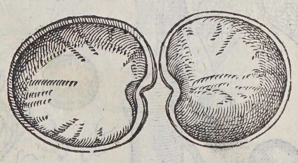 An illustration from Simplicium medicamentorum ex novo orbe delatorum, quorum in medicina vsus est, historia,, 1579, leaf 65