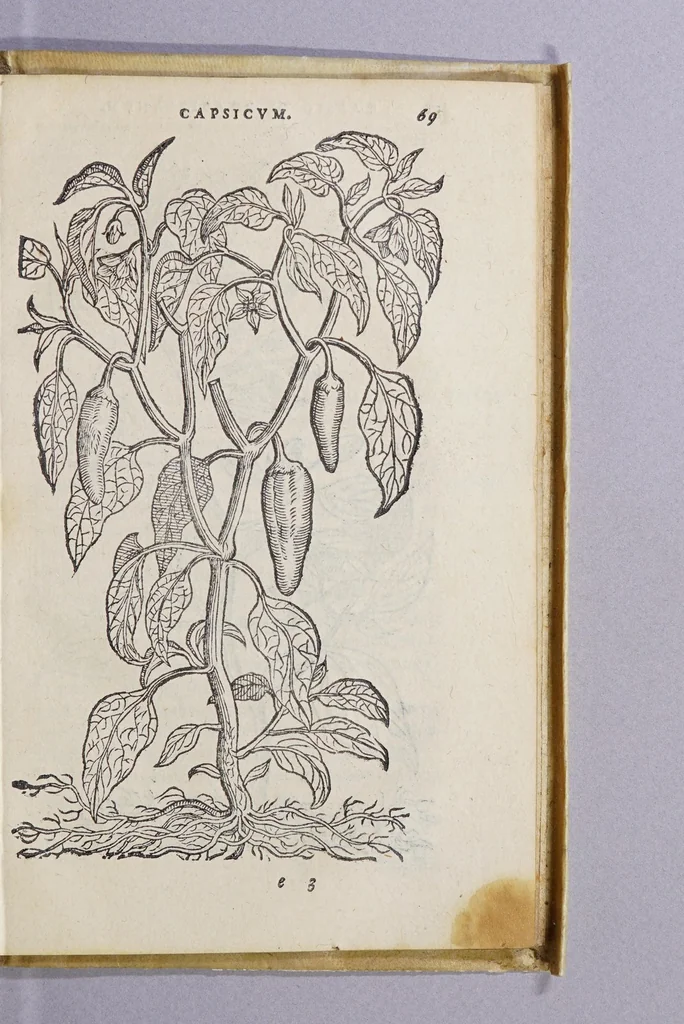 An illustration from Simplicium medicamentorum ex novo orbe delatorum, quorum in medicina vsus est, historia,, 1579, leaf 73