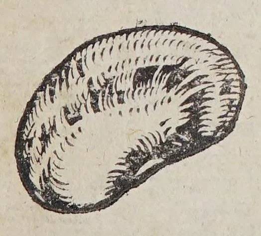 An illustration from Simplicium medicamentorum ex novo orbe delatorum, quorum in medicina vsus est, historia,, 1579, leaf 91