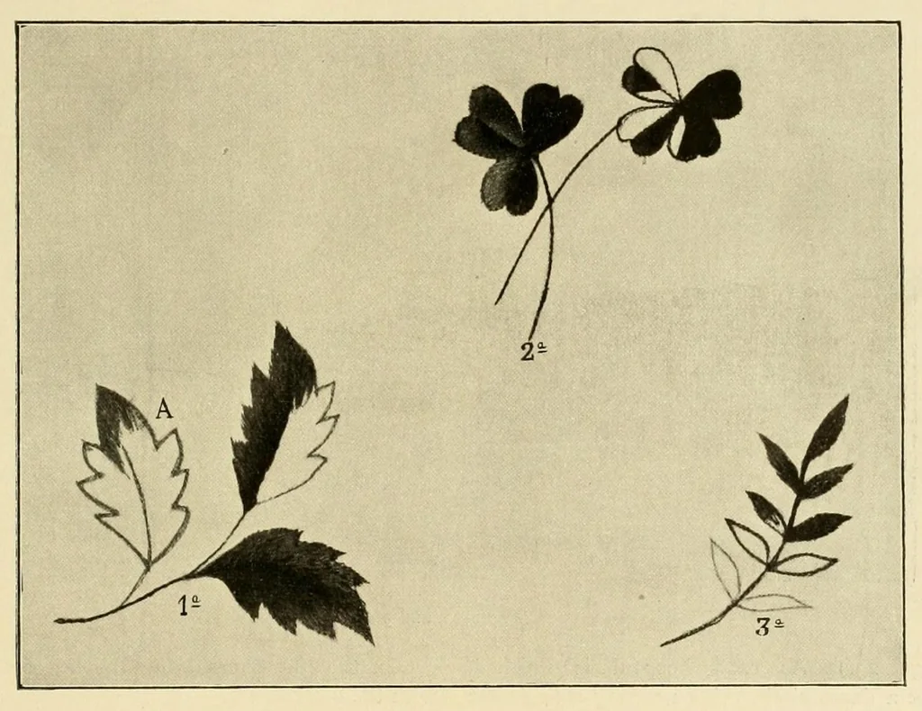 An illustration from Singer instructions for art embroidery, 1911, leaf 17