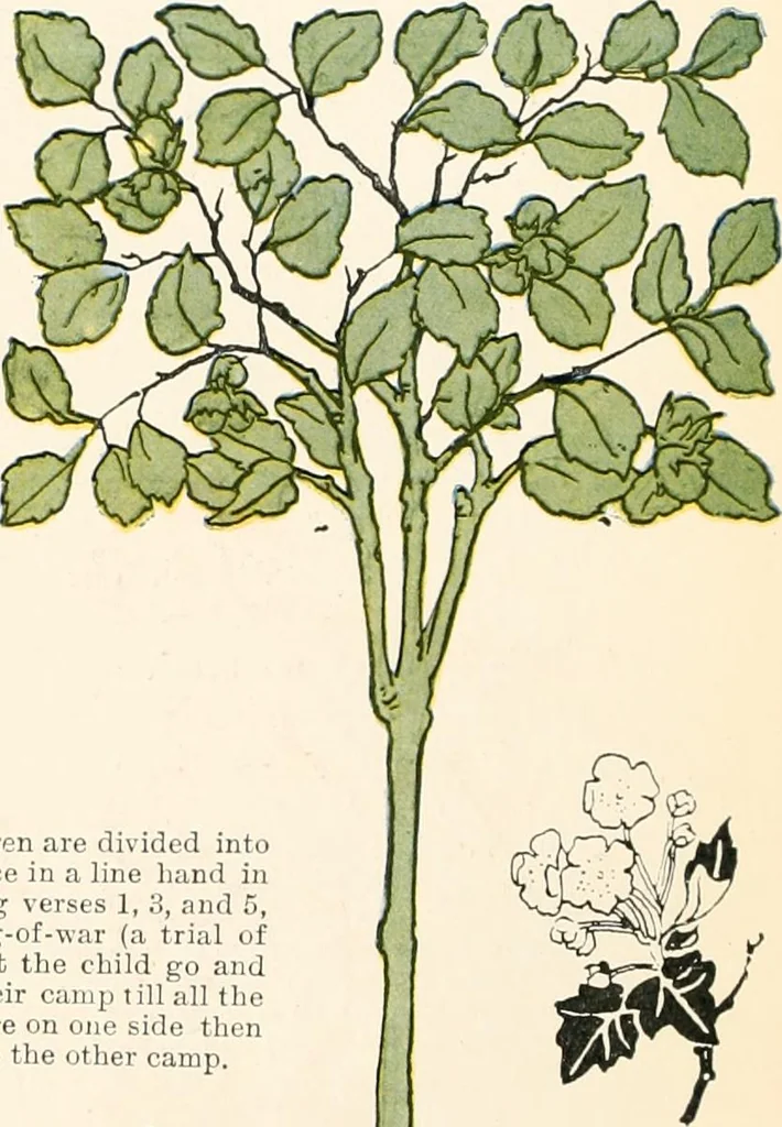 An illustration from The singing circle; a picture book of action songs, other songs, and dances, 1911, leaf 25
