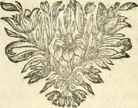 An illustration from Sinryke fabulen : verklaart en toegepast tot alderley zeede-lessen, dienstig om waargenoomen te werden in het menschelijke en burgerlijke leeven, 1685, leaf 267