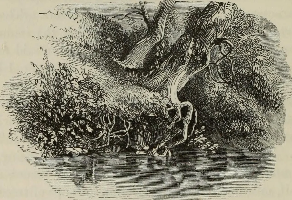 An illustration from Sir Uvedale Price, On the picturesque : with an essay On the origin of taste, and much original matter, 1842, leaf 299