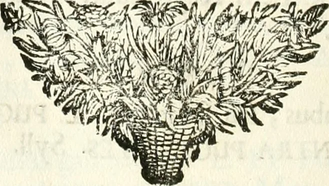 An illustration from Symbolographia, sive, De arte symbolica : sermones septem, 1701, leaf 321