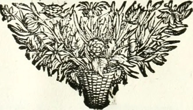 An illustration from Symbolographia, sive, De arte symbolica : sermones septem, 1701, leaf 45