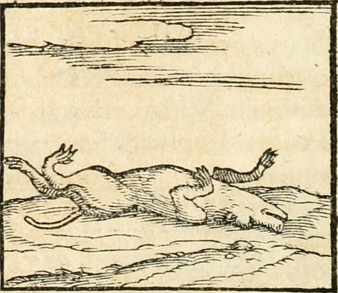 An illustration from Hieroglyphica, sive, De sacris Aegyptiorvm aliarvmqve gentivm literis commentarij, 1567, leaf 101