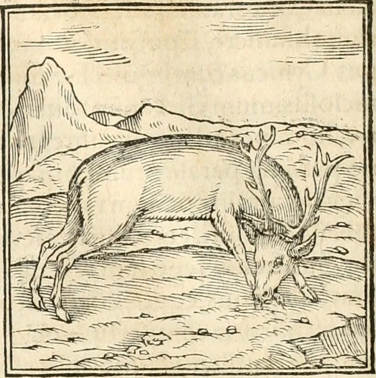 An illustration from Hieroglyphica, sive, De sacris Aegyptiorvm aliarvmqve gentivm literis commentarij, 1567, leaf 115