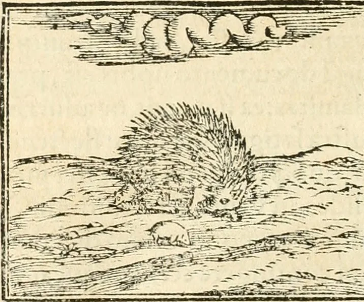 An illustration from Hieroglyphica, sive, De sacris Aegyptiorvm aliarvmqve gentivm literis commentarij, 1567, leaf 135