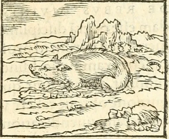 An illustration from Hieroglyphica, sive, De sacris Aegyptiorvm aliarvmqve gentivm literis commentarij, 1567, leaf 138