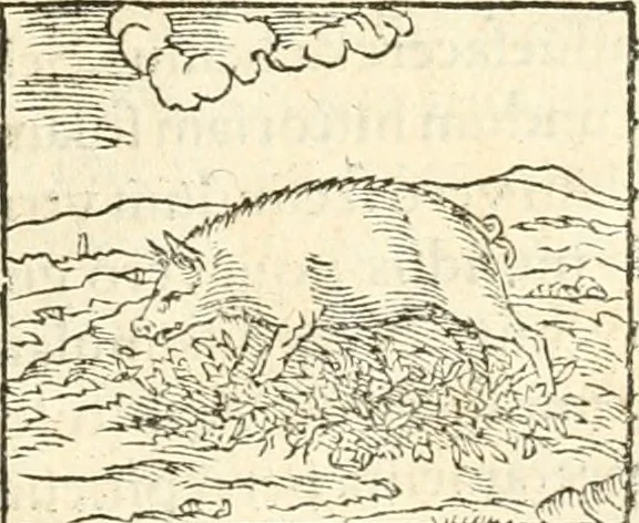 An illustration from Hieroglyphica, sive, De sacris Aegyptiorvm aliarvmqve gentivm literis commentarij, 1567, leaf 138