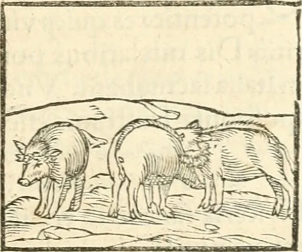 An illustration from Hieroglyphica, sive, De sacris Aegyptiorvm aliarvmqve gentivm literis commentarij, 1567, leaf 148
