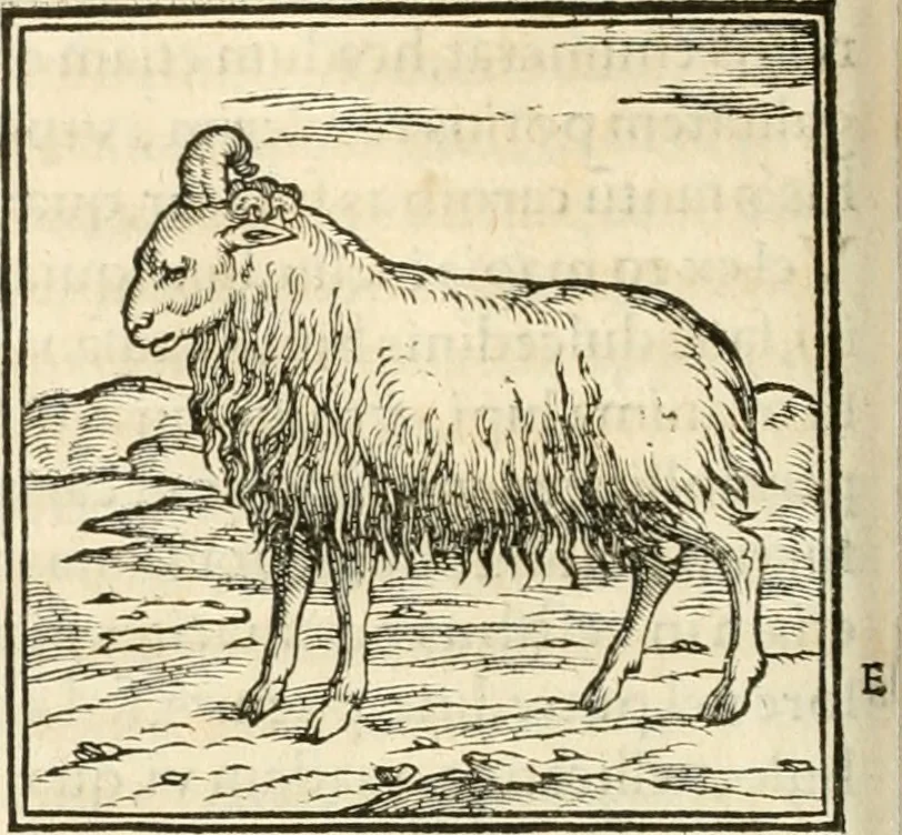 An illustration from Hieroglyphica, sive, De sacris Aegyptiorvm aliarvmqve gentivm literis commentarij, 1567, leaf 165