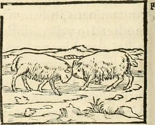 An illustration from Hieroglyphica, sive, De sacris Aegyptiorvm aliarvmqve gentivm literis commentarij, 1567, leaf 165
