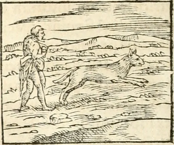 An illustration from Hieroglyphica, sive, De sacris Aegyptiorvm aliarvmqve gentivm literis commentarij, 1567, leaf 171