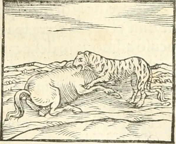 An illustration from Hieroglyphica, sive, De sacris Aegyptiorvm aliarvmqve gentivm literis commentarij, 1567, leaf 180