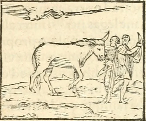 An illustration from Hieroglyphica, sive, De sacris Aegyptiorvm aliarvmqve gentivm literis commentarij, 1567, leaf 188