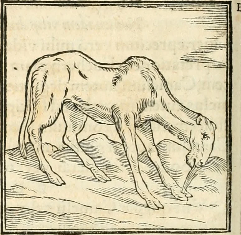 An illustration from Hieroglyphica, sive, De sacris Aegyptiorvm aliarvmqve gentivm literis commentarij, 1567, leaf 199