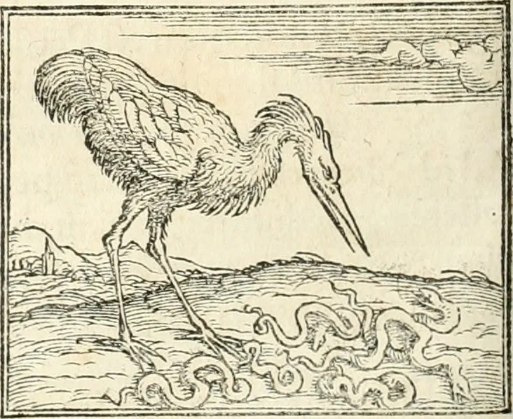 An illustration from Hieroglyphica, sive, De sacris Aegyptiorvm aliarvmqve gentivm literis commentarij, 1567, leaf 263