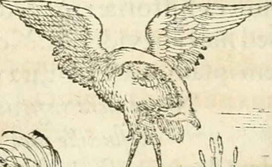 An illustration from Hieroglyphica, sive, De sacris Aegyptiorvm aliarvmqve gentivm literis commentarij, 1567, leaf 265