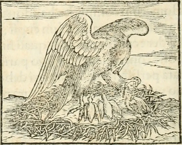 An illustration from Hieroglyphica, sive, De sacris Aegyptiorvm aliarvmqve gentivm literis commentarij, 1567, leaf 275