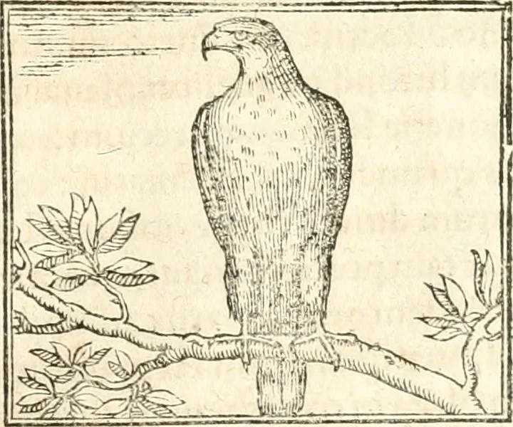 An illustration from Hieroglyphica, sive, De sacris Aegyptiorvm aliarvmqve gentivm literis commentarij, 1567, leaf 282