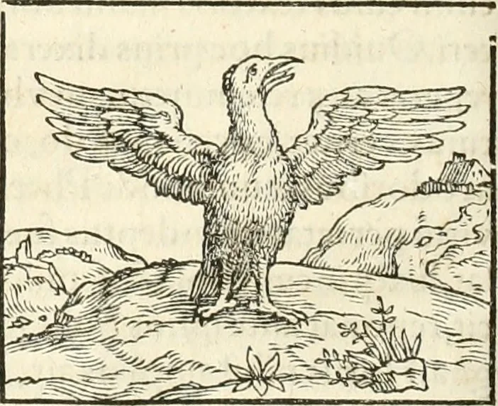 An illustration from Hieroglyphica, sive, De sacris Aegyptiorvm aliarvmqve gentivm literis commentarij, 1567, leaf 299