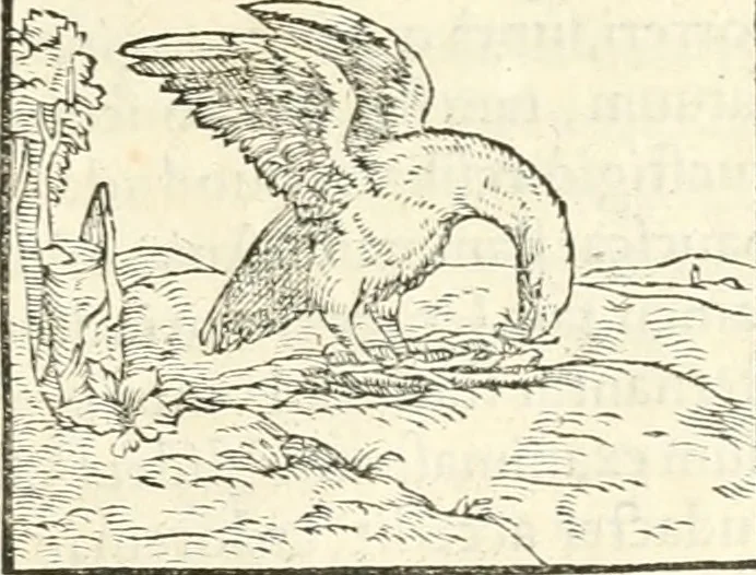 An illustration from Hieroglyphica, sive, De sacris Aegyptiorvm aliarvmqve gentivm literis commentarij, 1567, leaf 300