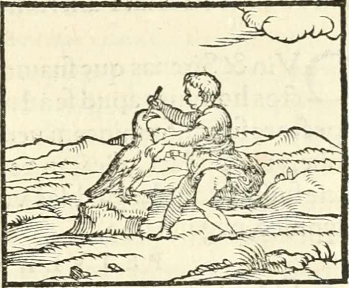 An illustration from Hieroglyphica, sive, De sacris Aegyptiorvm aliarvmqve gentivm literis commentarij, 1567, leaf 310