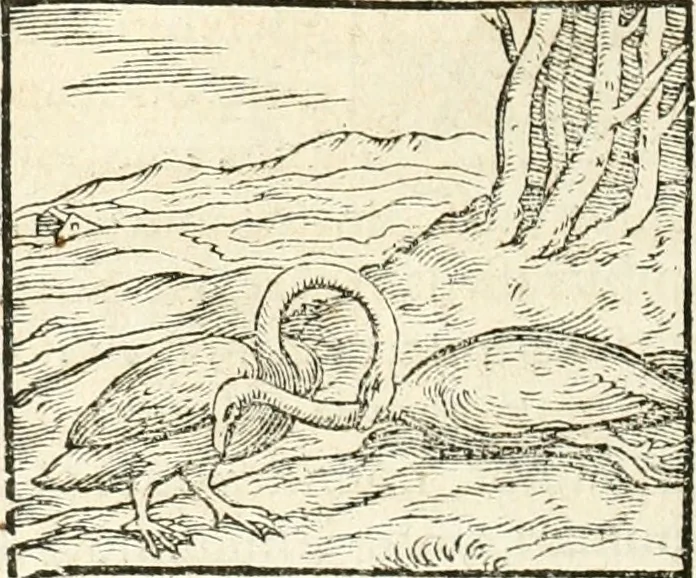 An illustration from Hieroglyphica, sive, De sacris Aegyptiorvm aliarvmqve gentivm literis commentarij, 1567, leaf 339