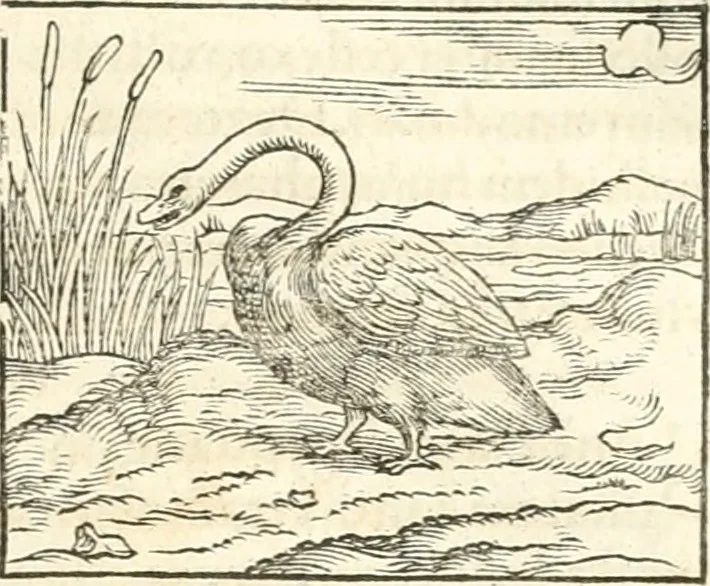 An illustration from Hieroglyphica, sive, De sacris Aegyptiorvm aliarvmqve gentivm literis commentarij, 1567, leaf 340