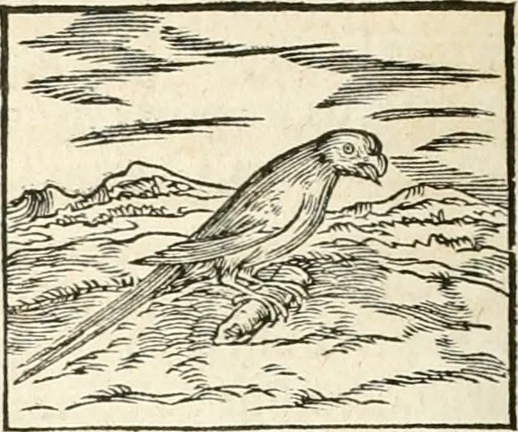 An illustration from Hieroglyphica, sive, De sacris Aegyptiorvm aliarvmqve gentivm literis commentarij, 1567, leaf 343